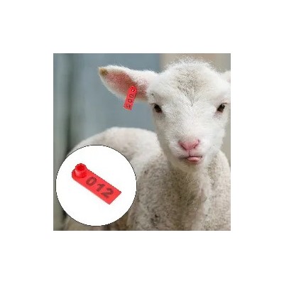 PET SHOP|ciftlik reyonu