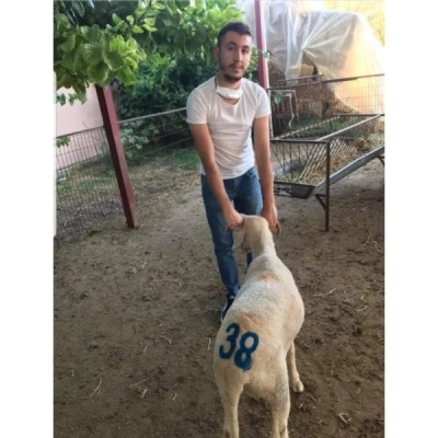 koyun keçi damga aparatı