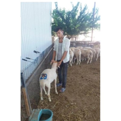 veteriner damga aparatı
