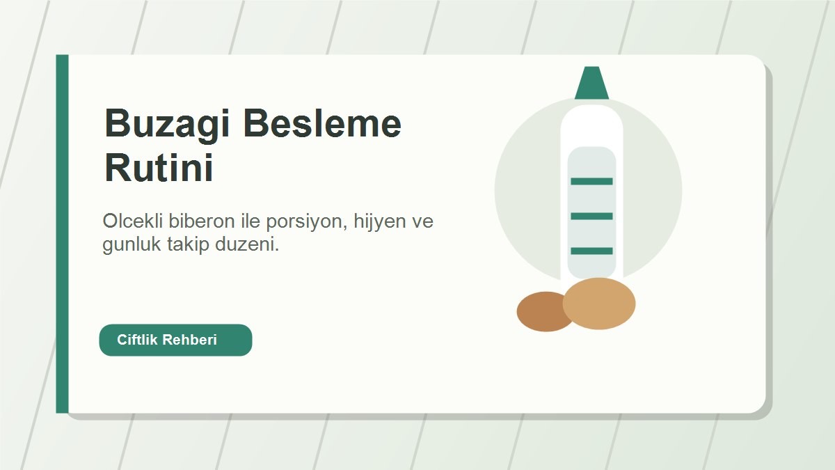 Buzagi biberonu ile duzenli besleme rutini